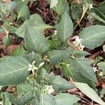 Solanum chenopodioidesŽiedas