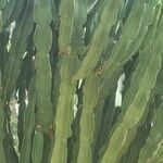 Euphorbia murielii List