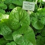 Asarum caudatum ᱥᱟᱠᱟᱢ