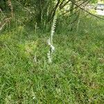 Spiranthes vernalis Habit