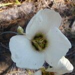 Calochortus howellii Flower