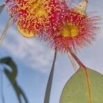 Eucalyptus caesia 花