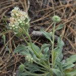 Phacelia hastata Hábitos