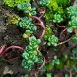 Sedum oreganum ഇല