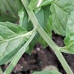 Epilobium roseum Rusca