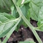 Epilobium roseum Bark