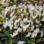 Trifolium uniflorum Fiore