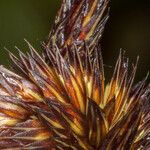 Carex riparia പുഷ്പം