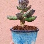 Adromischus cooperiपत्ता