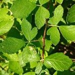 Rubus canescens 葉