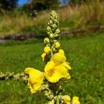 Verbascum densiflorum പുഷ്പം