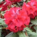 Rhododendron strigillosum Flor