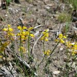 Genista micrantha Habit