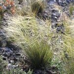 Stipa juncea Costuma