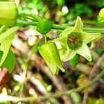 Adenia digitata Blüte