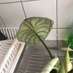 Alocasia baginda Лист