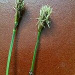 Carex pulicaris Květ