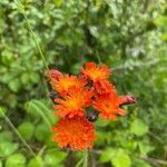 Pilosella guthnikiana Flower