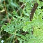 Senecio sylvaticus पत्ता