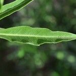 Volkameria heterophylla Feuille