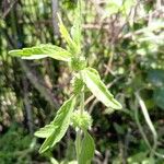 Leucas urticifolia Blomst