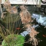 Cyperus haspan Blad