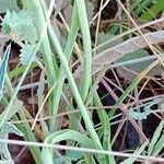 Anthericum ramosum Likasa