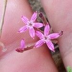 Pistorinia hispanica Flower