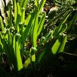 Asplenium scolopendriumFolla