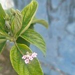 Lantana trifolia Flower