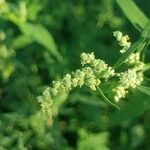 Chenopodium albumFlower