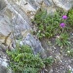 Cirsium tuberosum Habitus