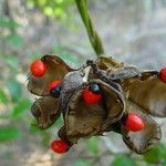 Abrus precatorius Fruit