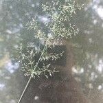 Agrostis capillaris പുഷ്പം