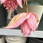 Medinilla magnificaЦветок