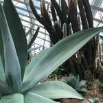 Agave guiengola Blad