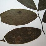 Brosimum acutifolium Otro