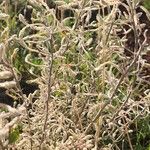 Ouret lanata Flor