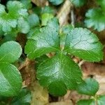 Coptis trifolia Hoja