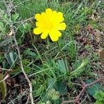 Anemone palmata Hábito