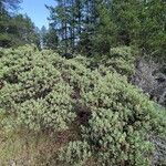 Arctostaphylos columbiana ᱛᱟᱦᱮᱸ