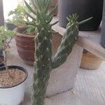 Austrocylindropuntia cylindrica Blad