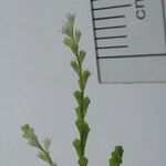 Microtea debilis Altul/Alta