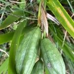 Iris foetidissima ഫലം