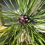 Pinus elliottii Fruto