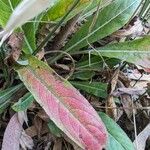 Oenothera elata Foglia