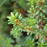 Empetrum nigrum Hoja