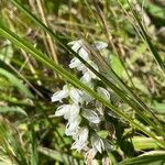 Spiranthes magnicamporum Blodyn