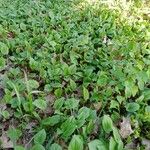 Maianthemum bifoliumList