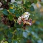 Eriogonum parvifolium 花